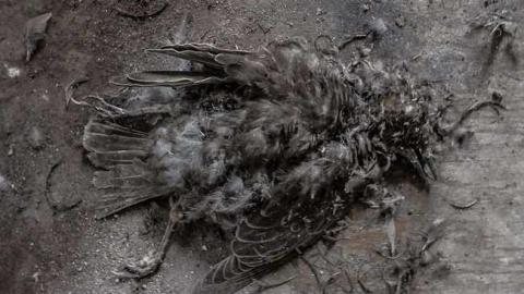 Pretty Fly for a Dead Guy - HOF-05552.jpg