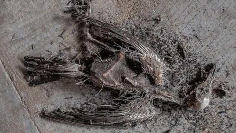 Photo from Pretty Fly for a Dead Guy