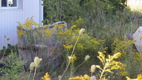 Early September 2013 - Woodstock-Random-Find14.jpg