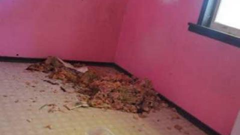 Woodstock Random Find photo 4