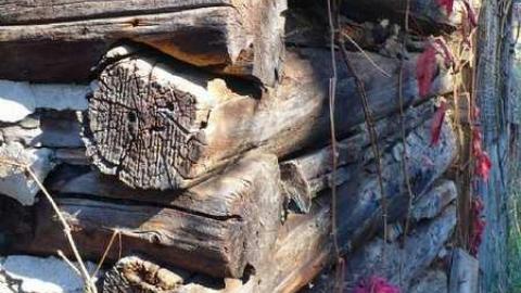 Basketcase - P1140418.jpg