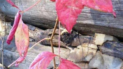 Photo from Basketcase