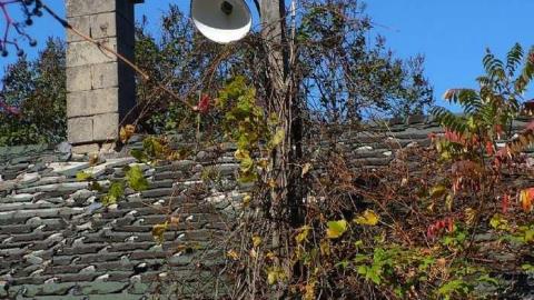 Basketcase - P1140446.jpg