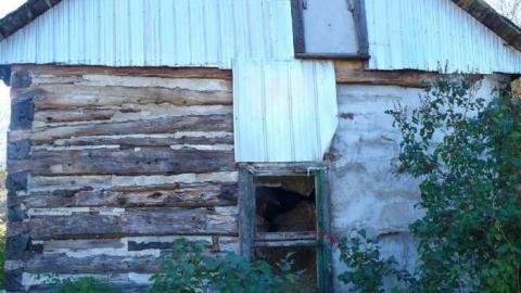 Basketcase - P1140449.jpg