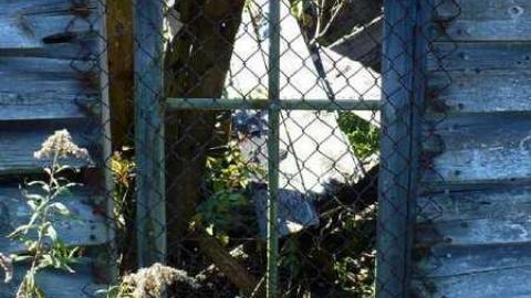 Basketcase - P1140454.jpg