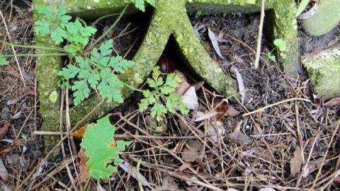 Desire - Fanshawe-Beauty50.jpg