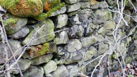 Crawford Lake Conservation Area photo 4