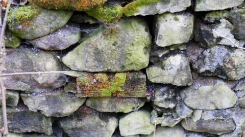 Crawford Lake Conservation Area photo 3