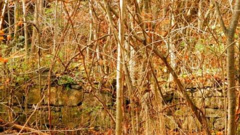 Crawford Lake Farm Stone Walls - PA160116.jpg