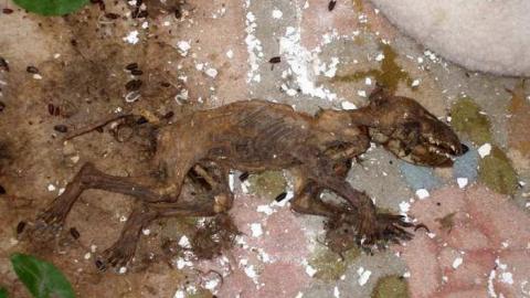 The Apple Of My Eye - Abandoned-Cat-Lady-House437.jpg