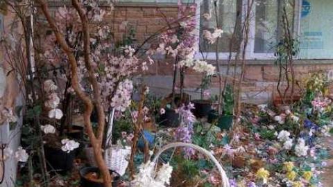 The Apple Of My Eye - Abandoned-Cat-Lady-House445.jpg