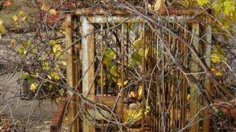 The Apple Of My Eye - Abandoned-Cat-Lady-House264.jpg