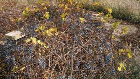 The Apple Of My Eye - Abandoned-Cat-Lady-House447.jpg