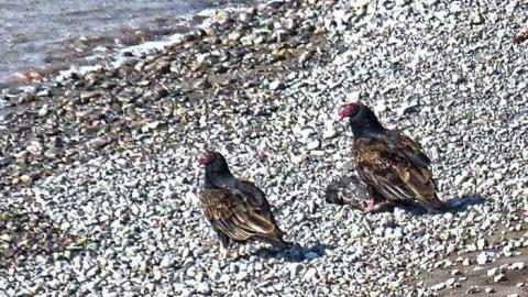 Mohawk Island photo 3