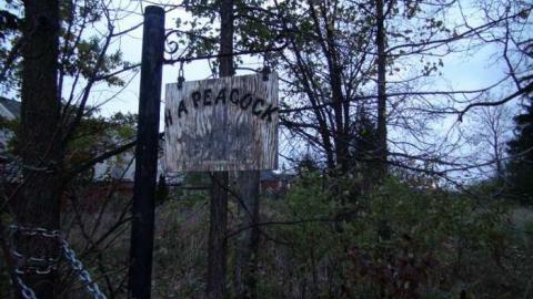 Oct, 2013 - H(ave)-A-Peacock11.jpg