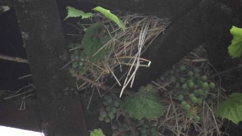 Old Bog Line Bridge - Old-Bog-Line-Bridge10.jpg