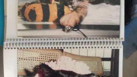 9/15/13, 9/16/13 - Abandoned-Cat-Lady-House451.jpg