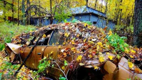 Siren's Backyard - Piggy1.jpg