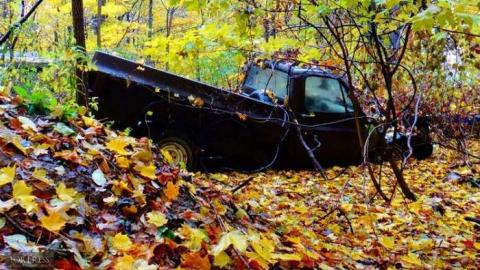 Alien Pig Farm photo 5