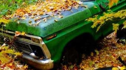 Siren's Backyard - Piggy4.jpg