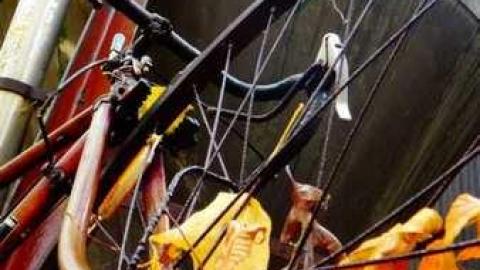 Siren's Backyard - Piggy7.jpg