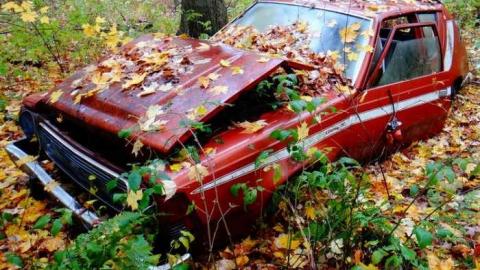 Siren's Backyard - Piggy9.jpg