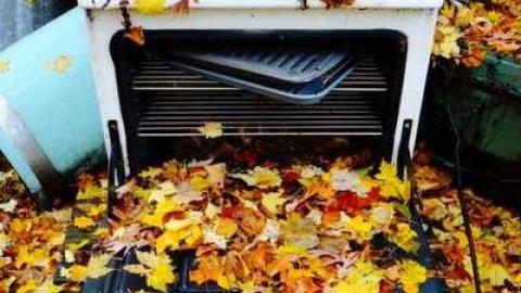 Siren's Backyard - Piggy12.jpg