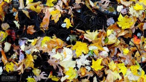 Siren's Backyard - Piggy14.jpg