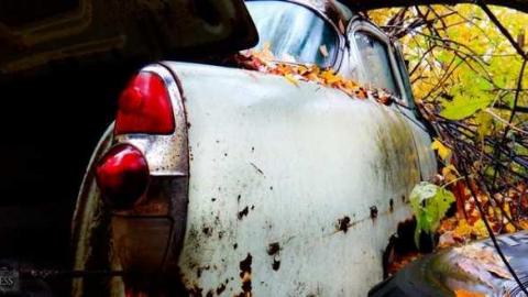 Siren's Backyard - Piggy15.jpg