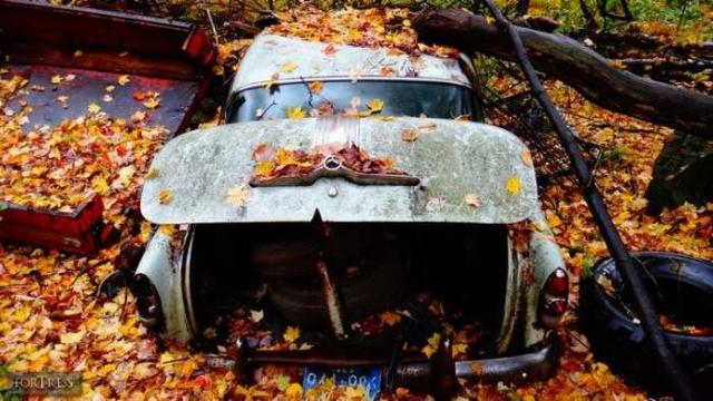 Alien Pig Farm photo 3