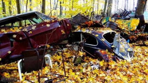 Siren's Backyard - Piggy18.jpg