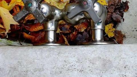 Siren's Backyard - Piggy20.jpg