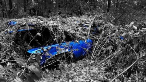 Siren's Backyard - Piggy24.jpg