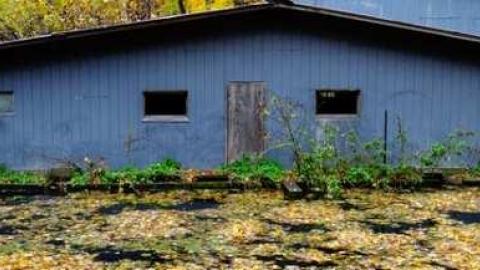 Siren's Backyard - Piggy26.jpg