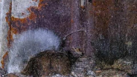 Map to a New Species? - 05a.jpg