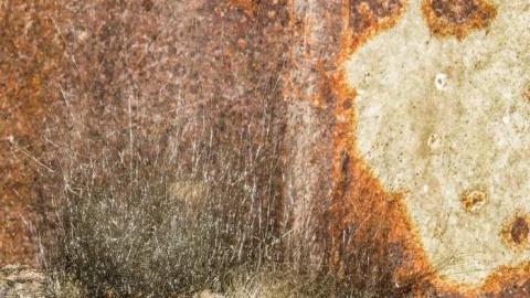 Map to a New Species? - 05b.jpg