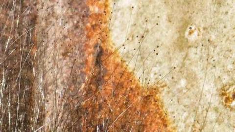 Map to a New Species? - 05c.jpg