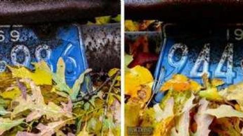 Map to a New Species? - 11b.jpg