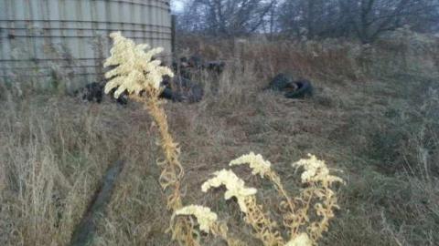 Barn and Silo - Pefferlaw-Farm-and-Silo1.jpg