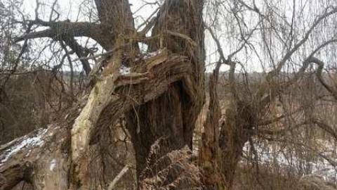 14th Sideline Bungalow - Sideline-Bungalow20.jpg