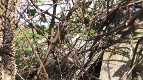 Little Egypt (ghost town) photo 2