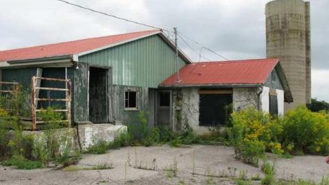 Who Let The Cows Out? - Tisk-Tisk,-Taska30.jpg