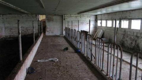 Who Let The Cows Out? - Tisk-Tisk,-Taska35.jpg