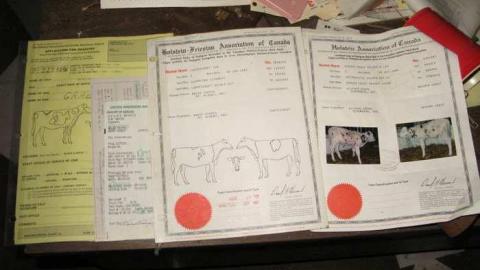 Who Let The Cows Out? - Tisk-Tisk,-Taska36.jpg