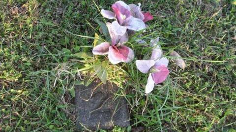 Visiting Sept 2013 - Mimicos-Potters-Field3.jpg