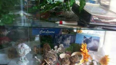 Fern's memories.  - Abandoned-Cat-Lady-House134.jpg