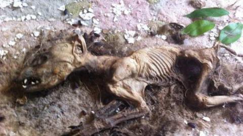 Fern's memories.  - Abandoned-Cat-Lady-House133.jpg