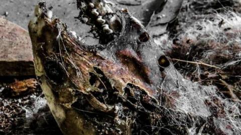 Old Bow Park Sub-Farm - 12 - IMG_7769-2-2.jpg