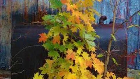 Painted - Painted6.jpg