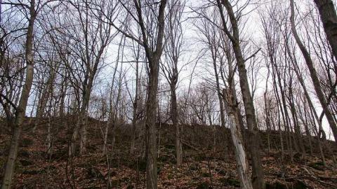 Going Batty! - Queenston-Quarry-Mine-Entry13.jpg